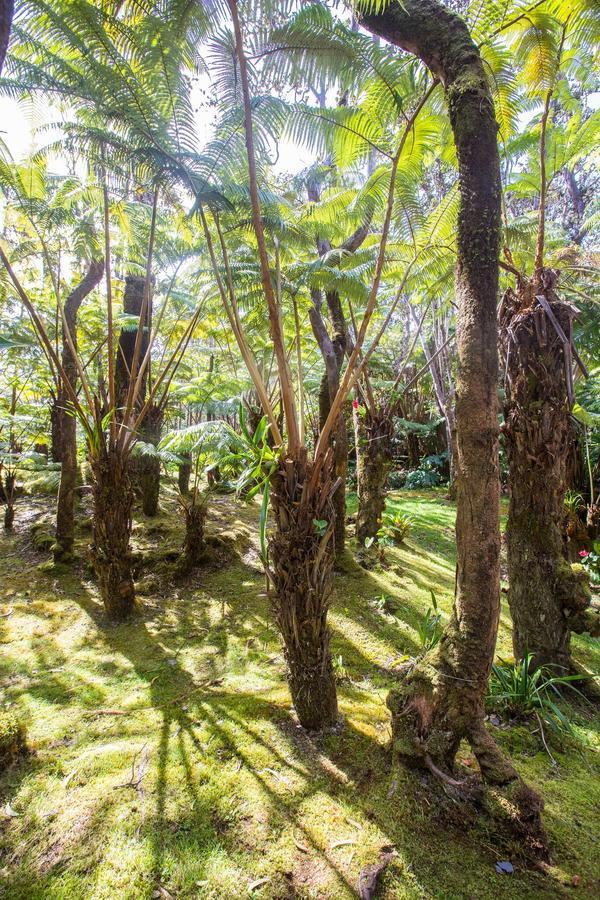 Hale Mauna Loa Upper Level With Shared Hot Tub Волкано Экстерьер фото